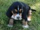 Basset Hound Puppies for sale in Atlanta, GA, USA. price: $200