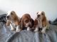 Basset Hound Puppies for sale in Honolulu, HI, USA. price: NA