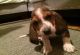 Basset Hound Puppies for sale in Oregon City, OR 97045, USA. price: $500
