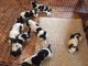 Basset Hound Puppies for sale in Anchorage, AK, USA. price: NA