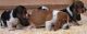 Basset Hound Puppies for sale in Montgomery, AL, USA. price: $300