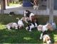 Basset Hound Puppies for sale in Atlanta, GA, USA. price: NA