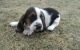 Basset Hound Puppies for sale in Oregon City, OR 97045, USA. price: $450