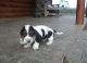 Basset Hound Puppies for sale in St Pete Beach, FL, USA. price: NA