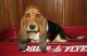 Basset Hound Puppies for sale in Alexander, IL, USA. price: $450