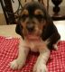 Basset Hound Puppies for sale in South Bend, IN, USA. price: NA