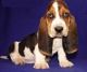 Basset Hound Puppies for sale in Newark, NJ, USA. price: NA