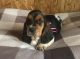 Basset Hound Puppies for sale in New Orleans, LA, USA. price: NA