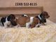 Basset Hound Puppies for sale in Montgomery, AL, USA. price: $400