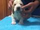 Basset Hound Puppies for sale in Albuquerque, NM, USA. price: $500