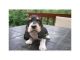 Basset Hound Puppies for sale in St Paul, MN, USA. price: $400