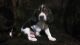 Basset Hound Puppies for sale in Chula Vista, CA, USA. price: $500
