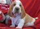 Basset Hound Puppies for sale in Dallas, TX, USA. price: $500