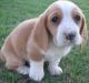 Basset Hound Puppies for sale in Beaver Creek, CO 81620, USA. price: NA