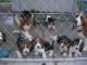 Basset Hound Puppies for sale in Concord, CA, USA. price: NA
