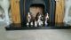 Basset Hound Puppies for sale in Huntsville, AL, USA. price: NA