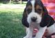 Basset Hound Puppies for sale in Jacksonville, FL, USA. price: NA
