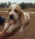 Basset Hound Puppies for sale in Fayetteville, NC, USA. price: NA