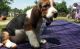 Basset Hound Puppies for sale in Addison, AL 35540, USA. price: NA