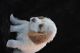 Basset Hound Puppies for sale in Mesa, AZ, USA. price: NA