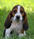 Basset Hound Puppies for sale in Murrieta, CA, USA. price: NA