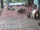 Basset Hound Puppies for sale in Newark, NJ, USA. price: NA