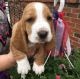 Basset Hound Puppies for sale in Cincinnati, OH, USA. price: NA