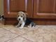 Basset Hound Puppies for sale in Georgetown, GA, USA. price: NA