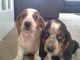 Basset Hound Puppies for sale in Indianapolis, IN, USA. price: $500