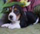 Basset Hound Puppies for sale in Little Rock, AR, USA. price: $500