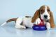 Basset Hound Puppies for sale in San Diego, CA, USA. price: $500