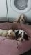 Basset Hound Puppies for sale in East Los Angeles, CA, USA. price: NA