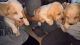 Basset Hound Puppies for sale in Atqasuk, AK 99791, USA. price: NA