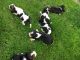 Basset Hound Puppies for sale in El Paso, TX, USA. price: NA