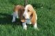 Basset Hound Puppies for sale in San Antonio, TX, USA. price: NA