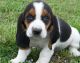 Basset Hound Puppies for sale in Thornton, CO, USA. price: NA