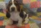 Basset Hound Puppies for sale in East Los Angeles, CA, USA. price: NA