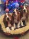 Basset Hound Puppies for sale in Modesto, CA, USA. price: NA