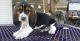 Basset Hound Puppies for sale in San Diego, CA, USA. price: NA