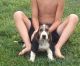 Basset Hound Puppies for sale in North Las Vegas, NV, USA. price: $500