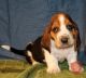 Basset Hound Puppies for sale in Santa Maria, CA, USA. price: NA