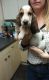 Basset Hound Puppies for sale in State Hwy 161, Texas, USA. price: NA
