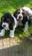 Basset Hound Puppies for sale in Atlanta, GA, USA. price: $250