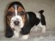 Basset Hound Puppies for sale in Torrance, CA 90504, USA. price: NA
