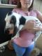 Basset Hound Puppies for sale in Austin, TX, USA. price: NA