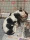 Basset Hound Puppies for sale in Missiouri CC, Elsberry, MO 63343, USA. price: NA