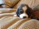Basset Hound Puppies for sale in AR-98, Emerson, AR 71740, USA. price: NA