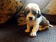 Basset Hound Puppies for sale in Denver, CO, USA. price: NA
