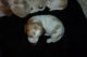 Basset Hound Puppies for sale in Tallahassee, FL, USA. price: NA