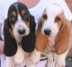 Basset Hound Puppies for sale in California Ave, South Gate, CA 90280, USA. price: NA